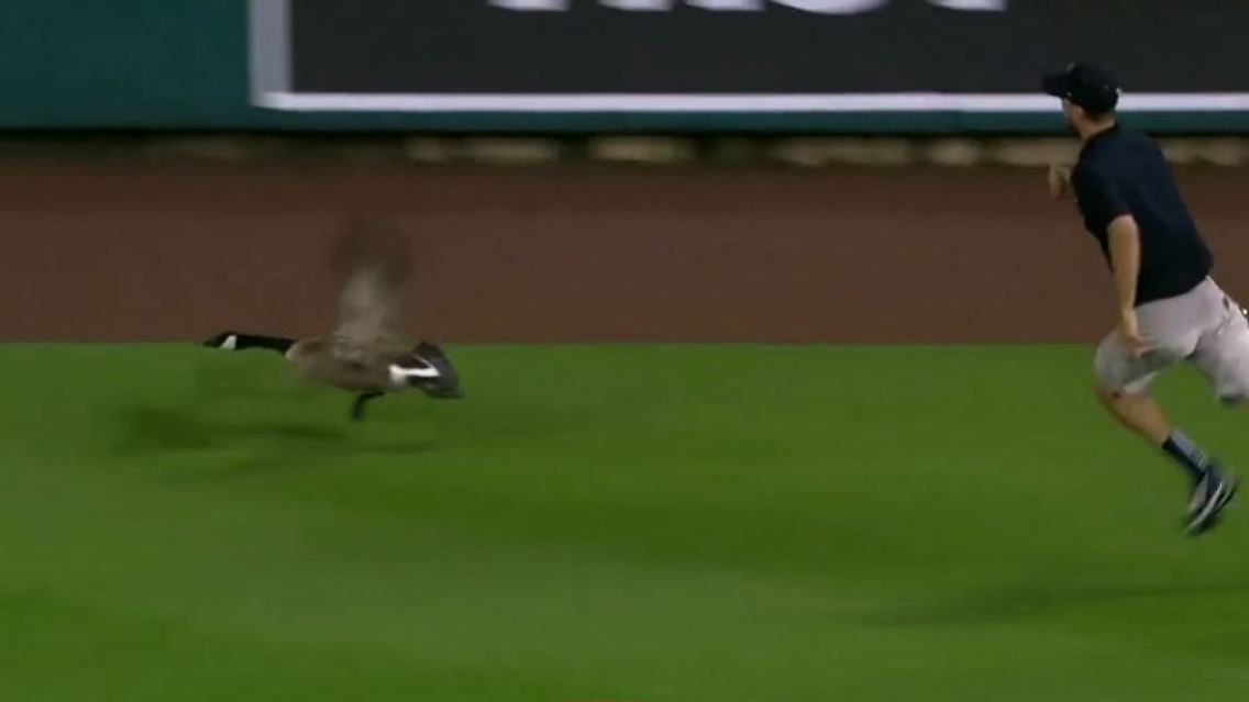 gans2.JPG