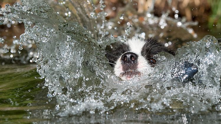 Nicht nur Menschen, sondern auch Tiere suchen bei warmen Temperaturen nach einer Abkühlung.