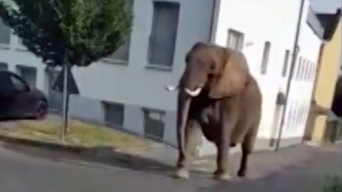 Elefant.jpg