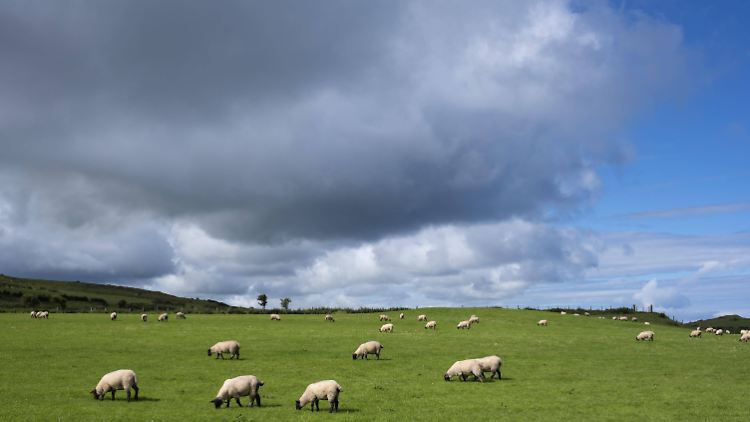 Die Grenze zwischen Irland und Nordirland ist vor allem wirtschaftlich ein schwieriges Thema der Brexit-Verhandlugnen.