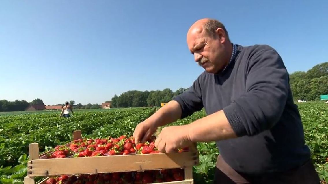 erdbeeren.JPG