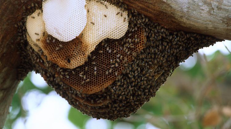 Sogenannte "Killerbienen" greifen stets als ganzer Schwarm an.