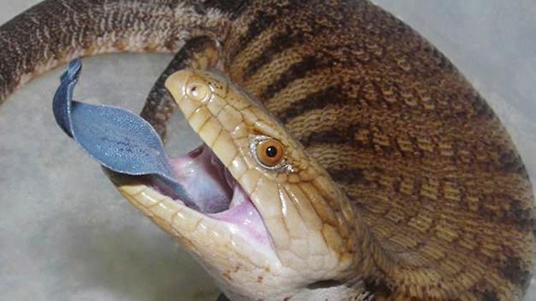 Die Nördliche Blauzungenechse (wissenschaftlicher Name: Tiliqua scincoides intermedia) oder Blauzungenskink, die im Norden Australiens zu Hause ist.