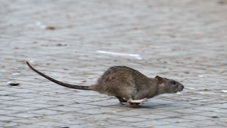 Ratten sind scheu und leben in Städten vor allem in der Kanalisation.