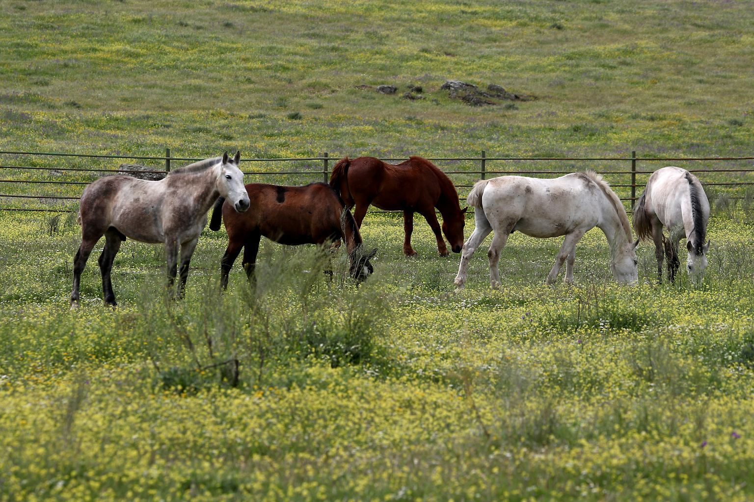 Jahrhundertelang wurden Pferde vor allem durch Unterwerfung gezähmt.