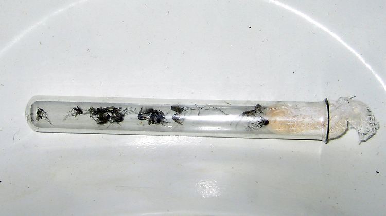 Mücken sind zum Testen in einem Reagenzglas gefangen.