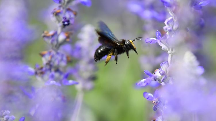 Die Bundesregierung stellt ab sofort fünf Millionen Euro pro Jahr für den Insektenschutz bereit.