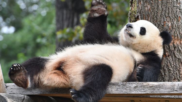 Ein entspanntes Leben: Panda-Diva Meng Meng liegt am liebsten in der Sonne und frisst Bambus.