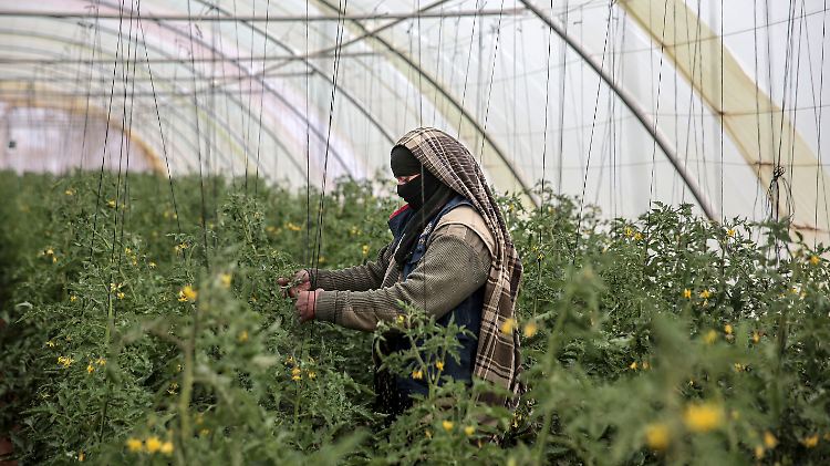 Ahlam al-Alaja war die erste Frau, die am Fao-Trainingsprogramm der UN teilnehmen konnte.