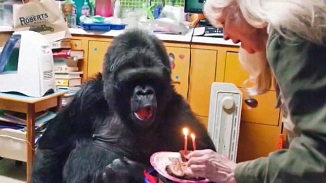 Koko.jpg