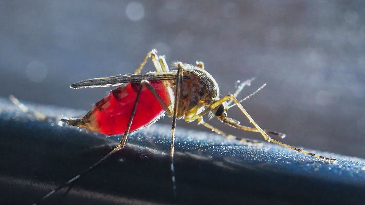 Mücken können auch in kleinen Wasseransammlungen ihre Eier ablegen.