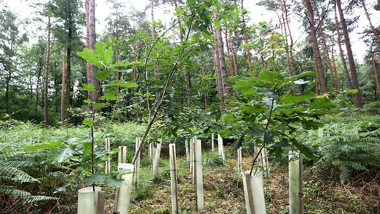 Naturschützer pflanzten fast 100.000 Jungeichen im Naturpark Schwalm-Nette.
