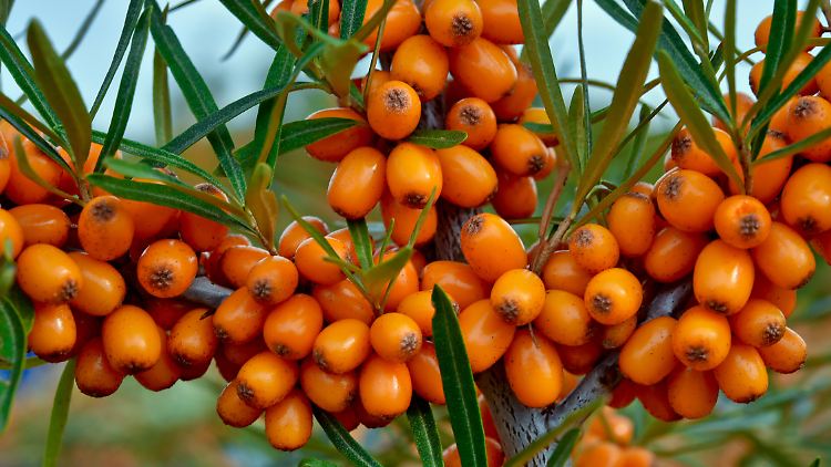 Wegen seines hohen Vitamin-C-Gehalts ist der Sanddorn vor allem in Nahrungsmitteln und Säften beliebt.