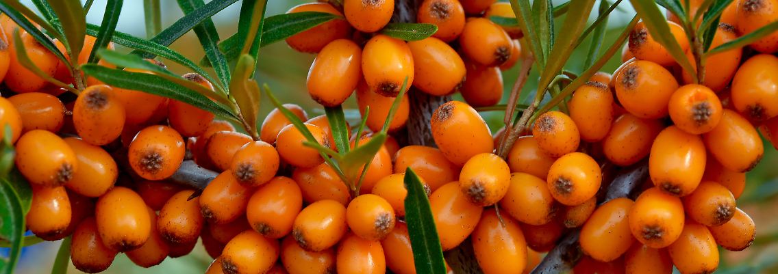 Wegen seines hohen Vitamin-C-Gehalts ist der Sanddorn vor allem in Nahrungsmitteln und Säften beliebt.