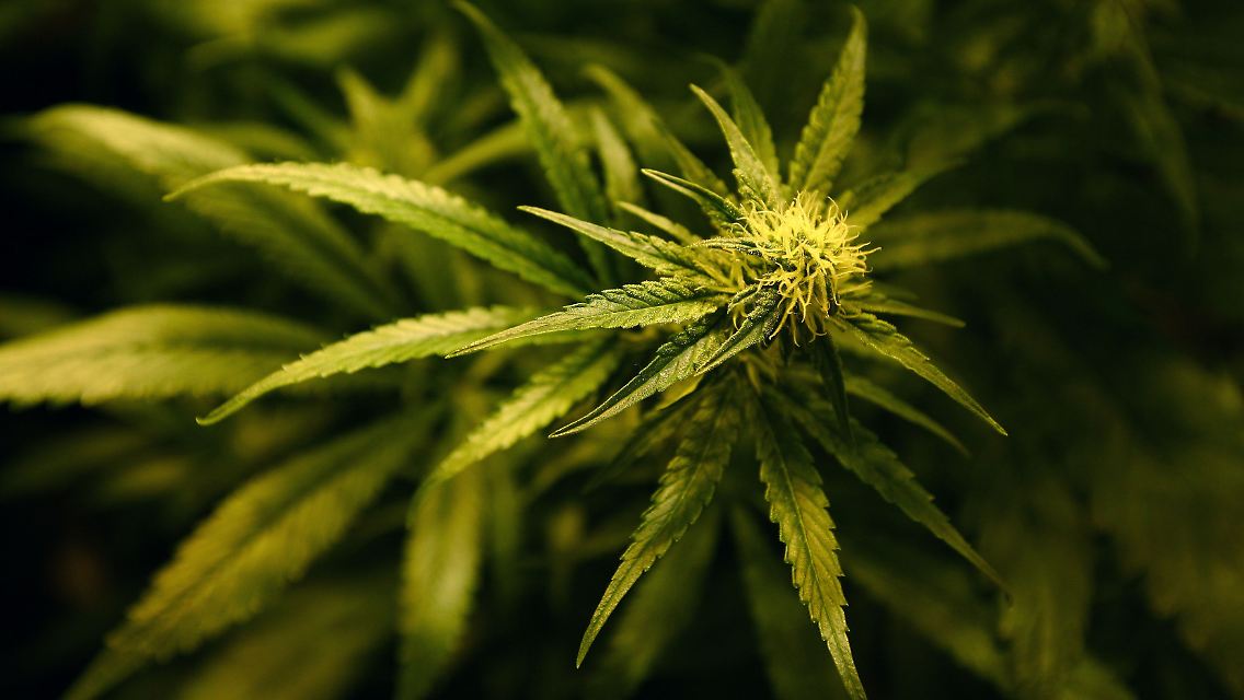 Cannabis.jpg