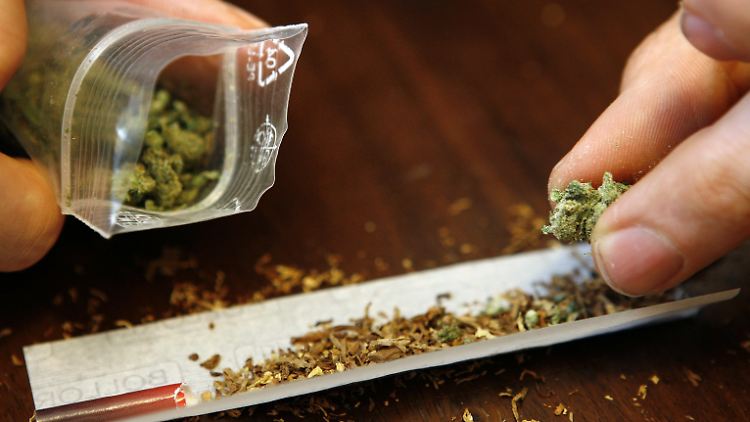 Der Cannabisanbau stieg weltweit um 27 Prozent auf 4386 Tonnen.