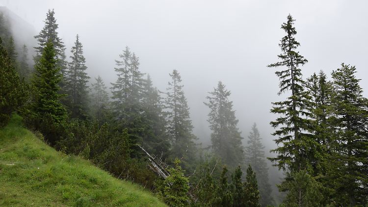 Den Ausblick auf die Zugspitze muss man sich auf diesem Bild von der Spitze des Wank zwar vorstellen - aber wie die Bäume in den Wolken verschwinden, ist ja auch beeindruckend genug.