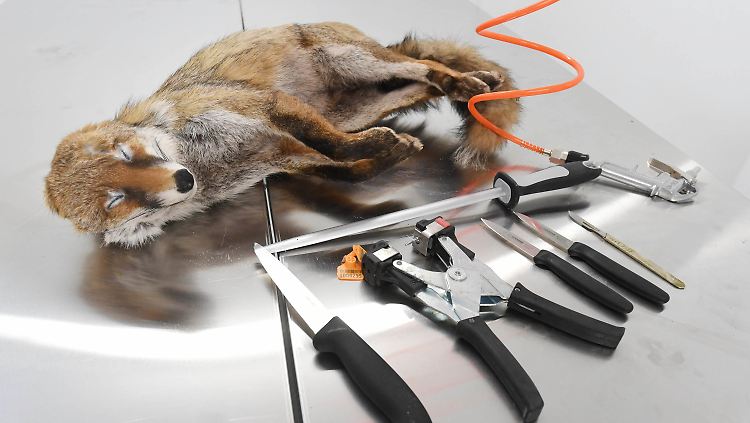 Tiefgefroren kommen die Tiere aus 260 Abgabestationen in ganz Deutschland zu "Fellwechsel" nach Rastatt. 