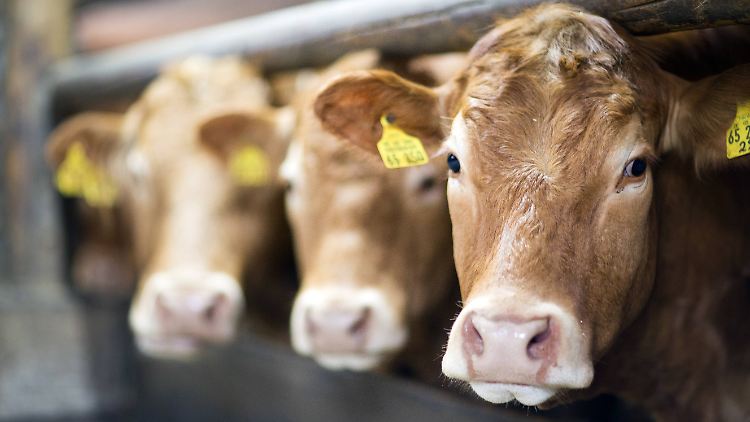 Tierhaltung ist der größte Faktor beim Ausstoß von Ammoniak.