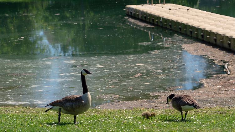 Lust sich ins Wasser zu stürzen bekommt man beim Anblick von Seen wie diesem im baden-württembergischen Kehl nicht.