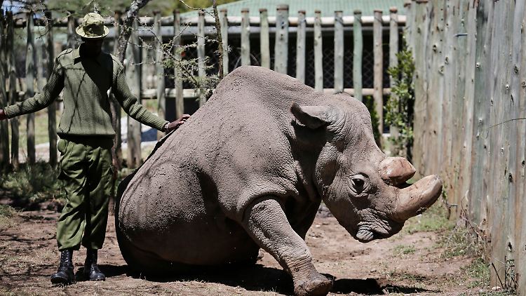 Der letzte Nashorn-Bulle Sudan starb im März. 