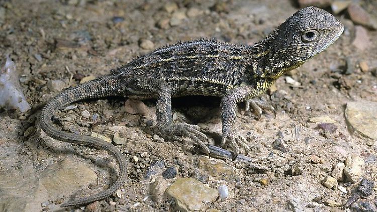 Der Ohrlose Graslanddrachen (Tympanocryptis pinguicolla) gehört zu den seltensten Reptilienarten der Welt.