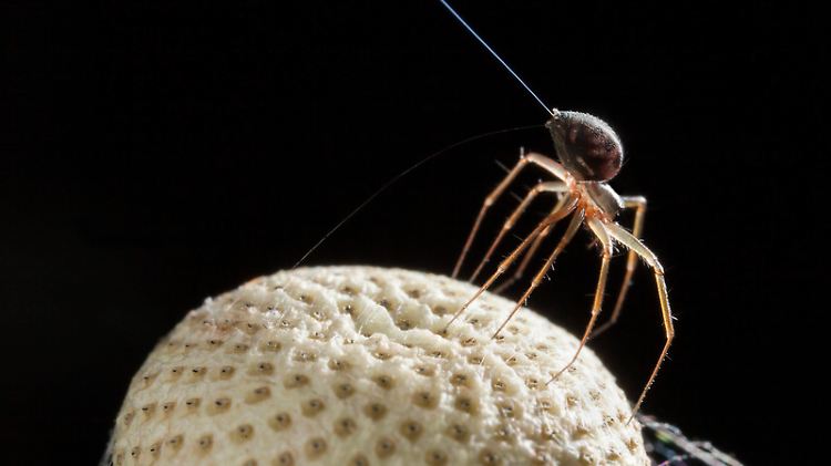 Das Phänomen fliegender Spinnen ist seit Langem bekannt.