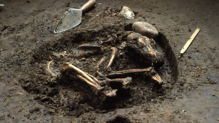 Hundegrab von der Koster-Fundstätte in Illinois, etwa 10.000 Jahre alt.