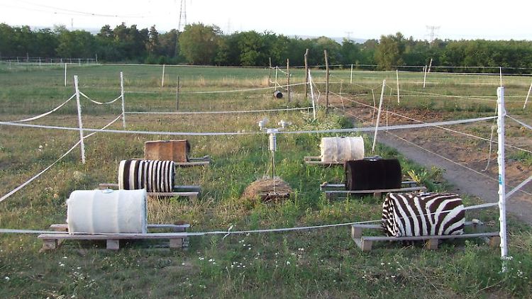 Mit verschiedenen Fellen überzogene Metallfässer mit Wasser auf einem Acker. Die Fässer stellten die Wissenschaftler über mehrere Tage in die pralle Sonne in Ungarn und maßen die Temperatur im Inneren. Zudem registrierte eine spezielle Kamera die Wärmeverteilung auf der Oberfläche der Fässer.