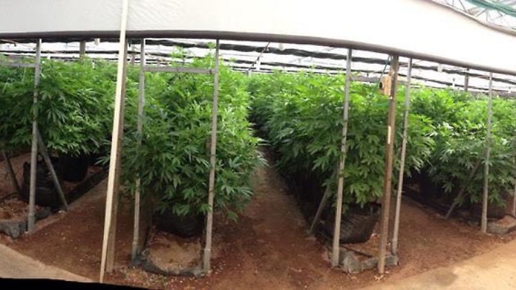 In den Gewächshäusern von "Pharmocann" werden die Pflanzen gezielt zur Behandlung  bestimmter Beschwerden gezüchtet.