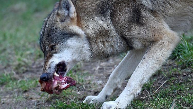 Wölfe sind Wildtiere. Immer wieder versuchen Menschen aber, sich ihnen zu nähern.