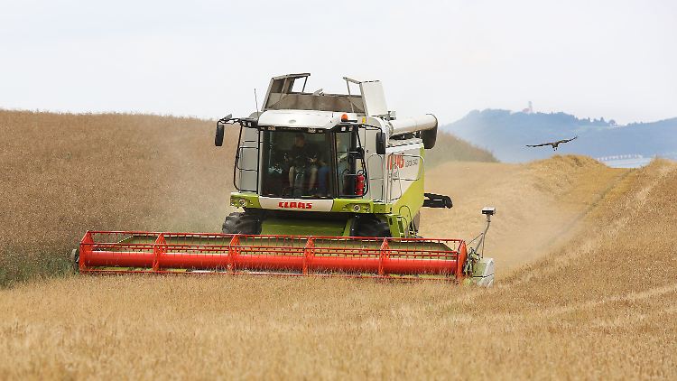 In Pflummern in Baden-Württemberg mäht ein Landwirt Wintergerste.