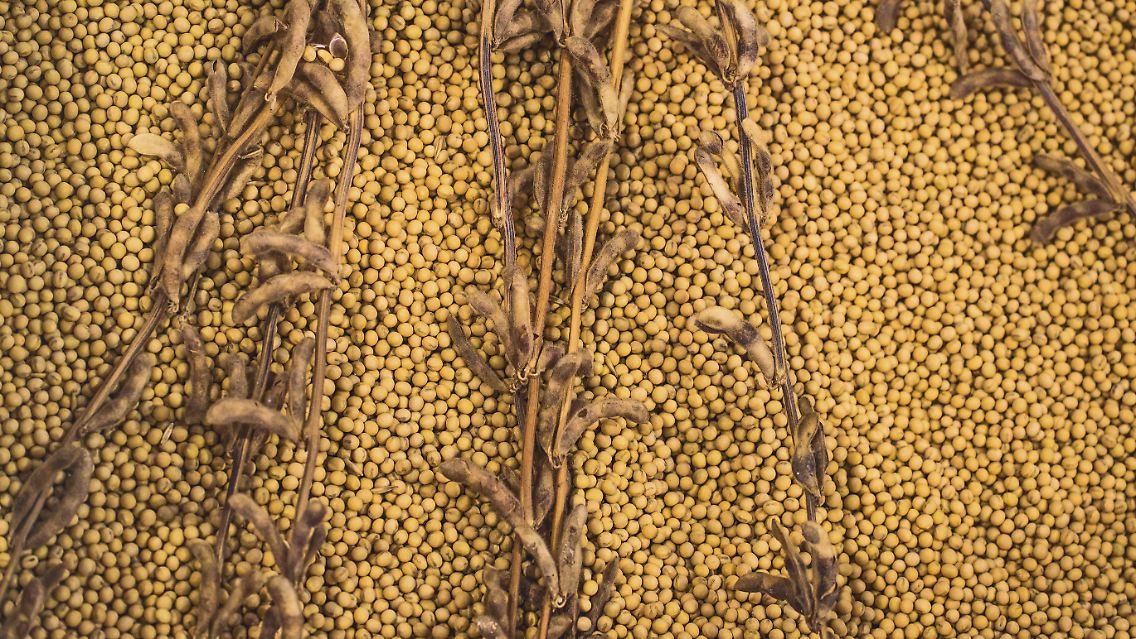 Das US-Landwirtschaftsministerium USDA hat seine Prognose für die Soja-Exporte in der Saison 2018/2019 um 250 Millionen Scheffel gekürzt und Lagerbestände in Rekordhöhe vorausgesagt.
