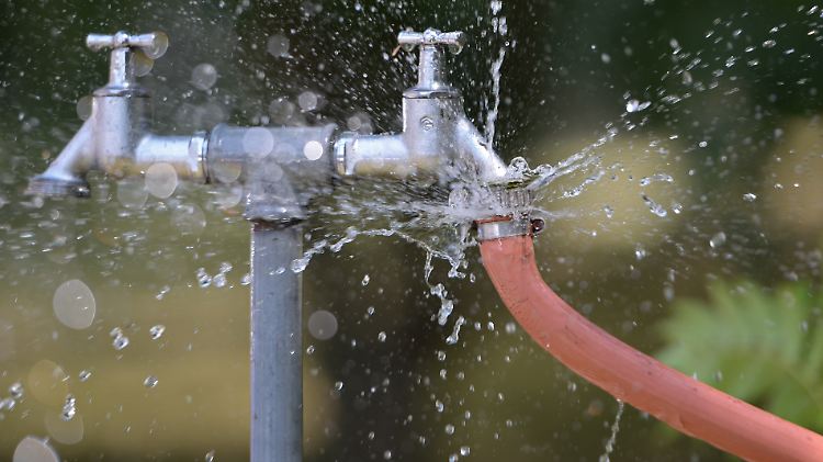 Experten raten grundsätzlich von der Benutzung eines Rasensprengers ab. Stattdessen lieber Gartenschlauch und Gießkanne einsetzen.