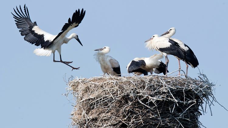 Ein Jungstorch landet neben seinen vier Geschwistern in einem Storchennest in der Leinemasch südlich von Hannover.