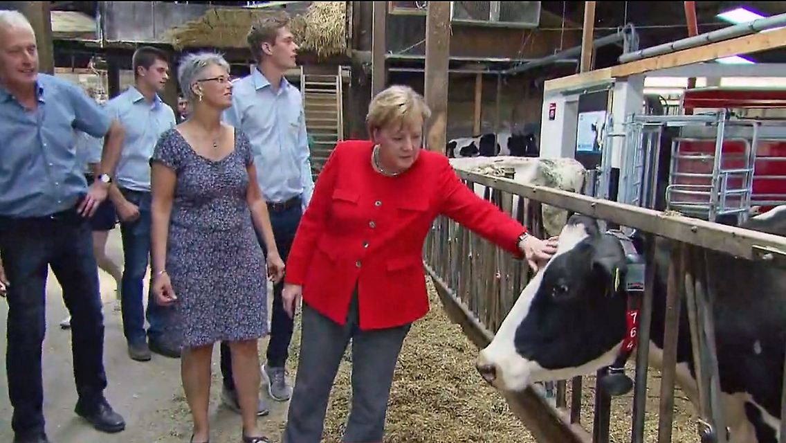 MerkelKuh.jpg