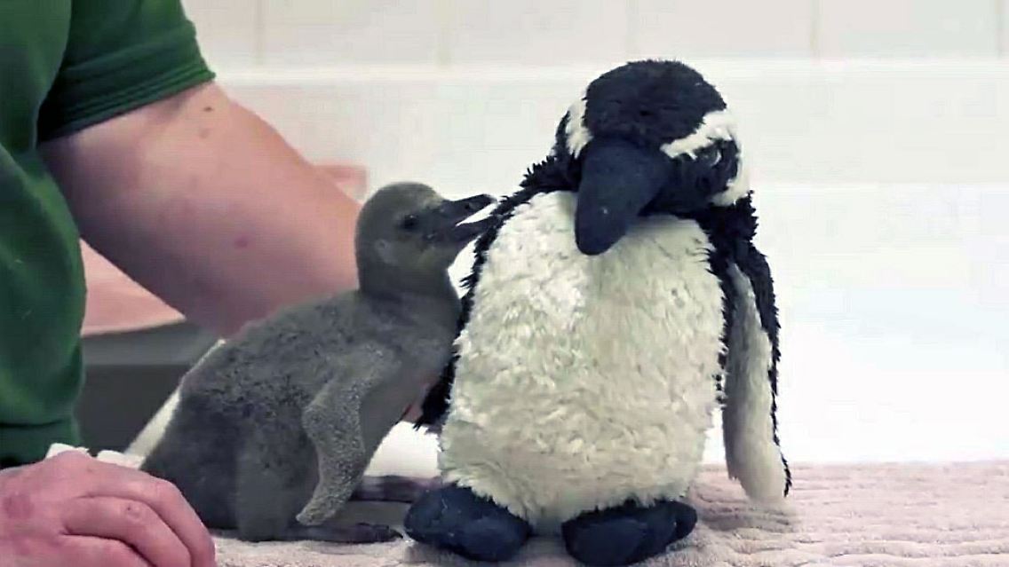 BabyPinguin.jpg