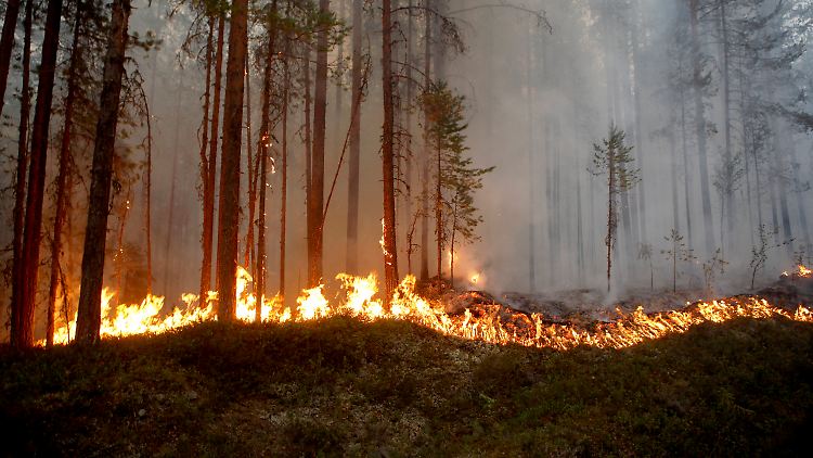 Viele kleinere Waldbrände in Schweden konnten gelöscht werden, doch die größten Feuer wüten noch immer. 