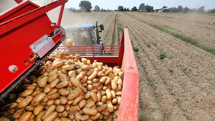 Landwirte sorgen sich in diesem Jahr um ihre Kartoffeln. Denn den Knollen fehlt es an Wasser zum Wachsen.