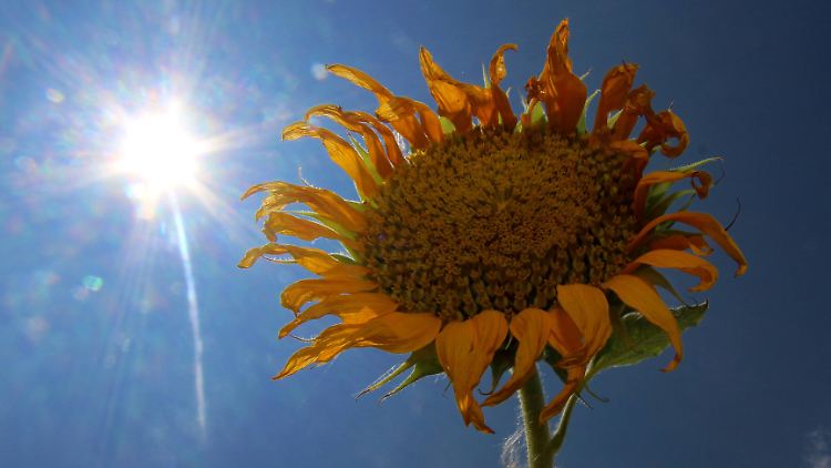 Bei dem Wetter haben es auch Sonnenblumen schwer.