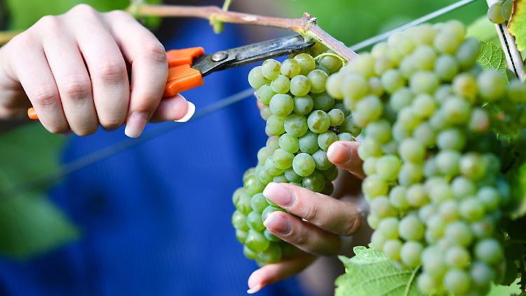Die Weinerte startet am 6. August auf einem Weingut in Lörzweiler in Rheinland-Pfalz.