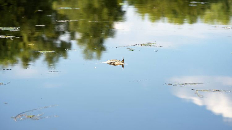 Sauerstoffmangel führte zu Fischsterben in Hamburger Gewässern, zum Beispiel an der Fuhlsbüttler Schleuse.