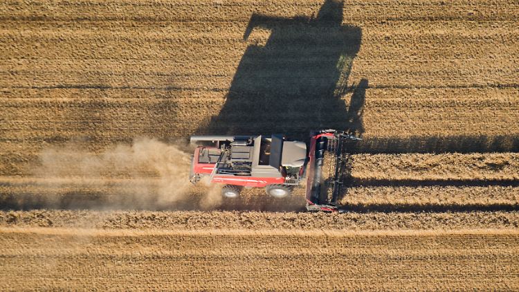 Der Bauernverband erwartet für dieses Jahr eine Getreideernte von 36 Millionen Tonnen und korrigiert die Zahl somit erneut nach unten.
