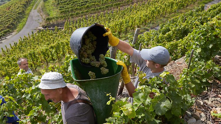 Auf dem internationalen Markt waren deutsche Weine im Jahr 2019 sehr beliebt.