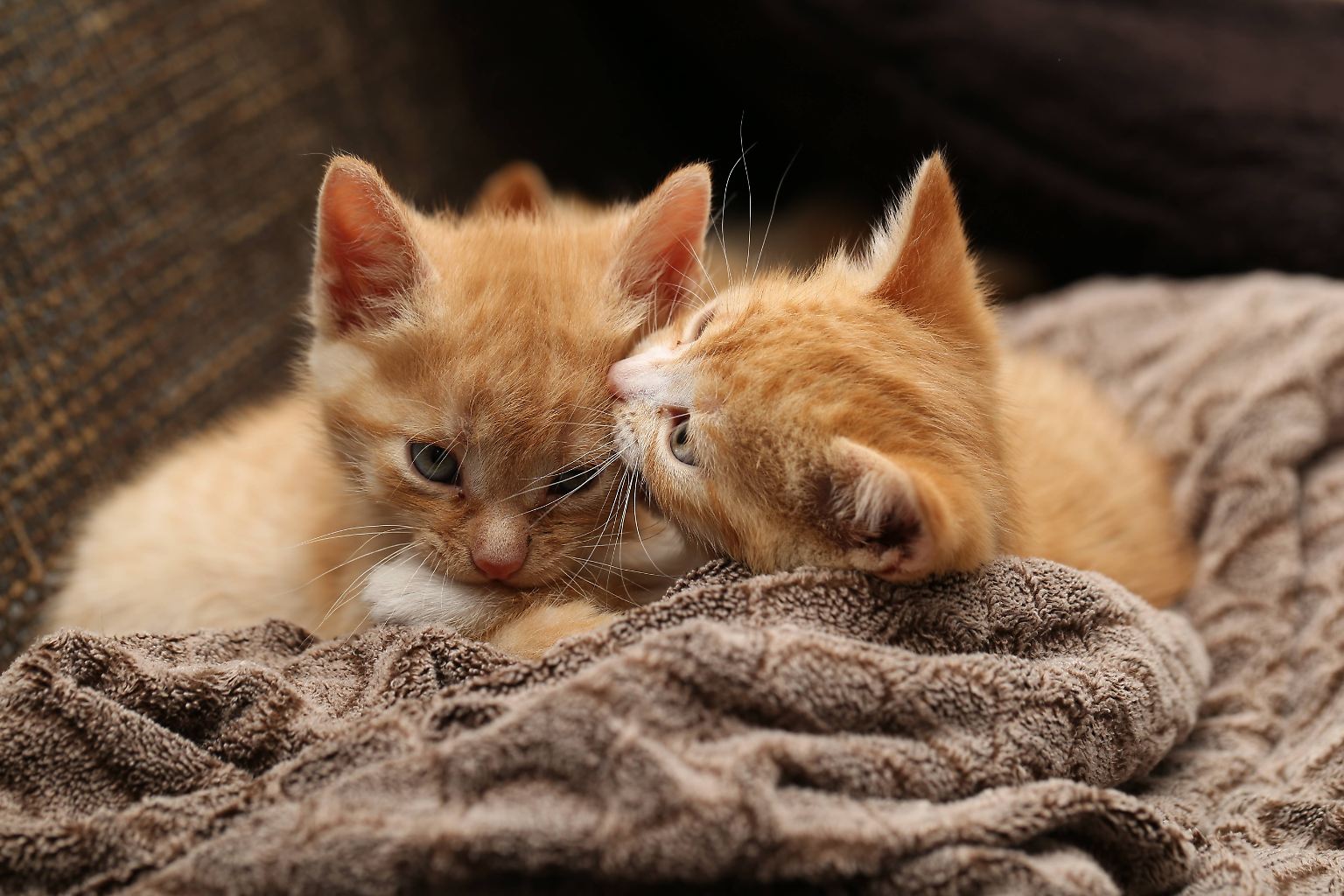 Katzen, vor allem ganz kleine, sorgen meist für Entzücken und den Ausruf: "Wie süß!" Aber woher ...
