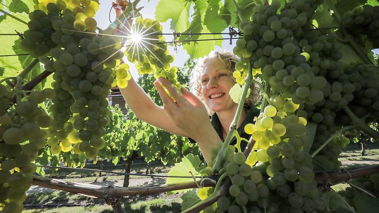 Am Montag begann im sächsischen Staatsweingut Schloss Wackerbarth die Weinlese - so früh wie nie.