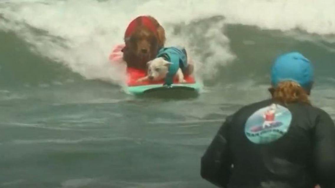 hundesurfen1.JPG