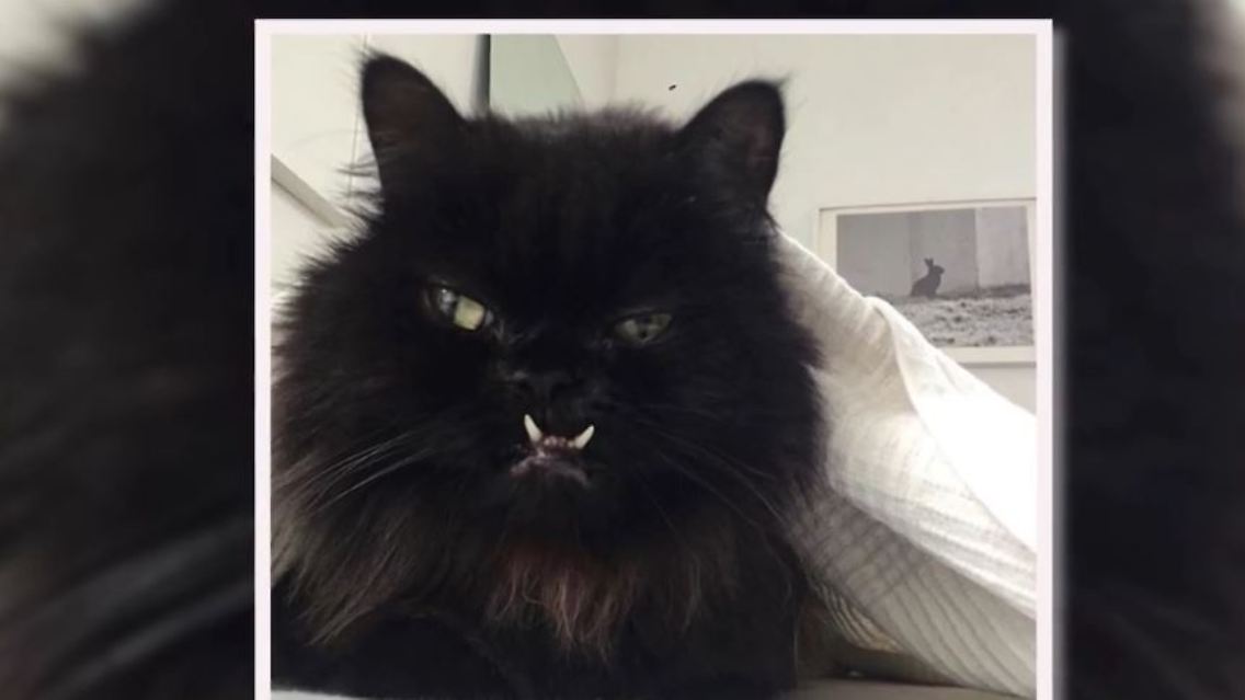 katzen.JPG