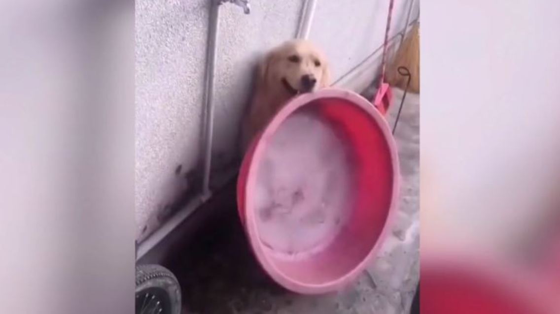 Hund Planschbecken.JPG