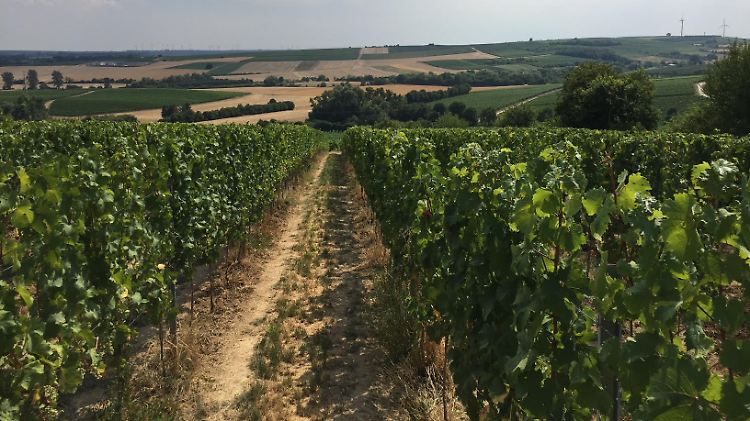 Die Weinrebe kann mit trockener Hitze sehr gut umgehen.